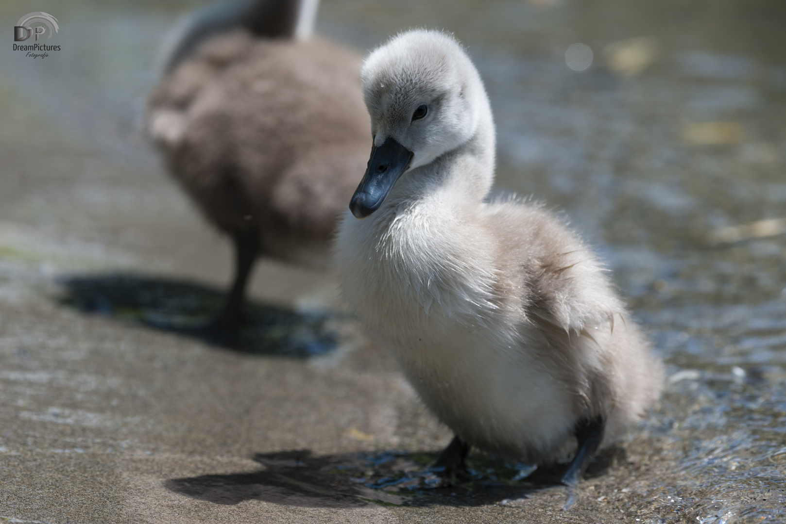 Junge Schwäne und Enten