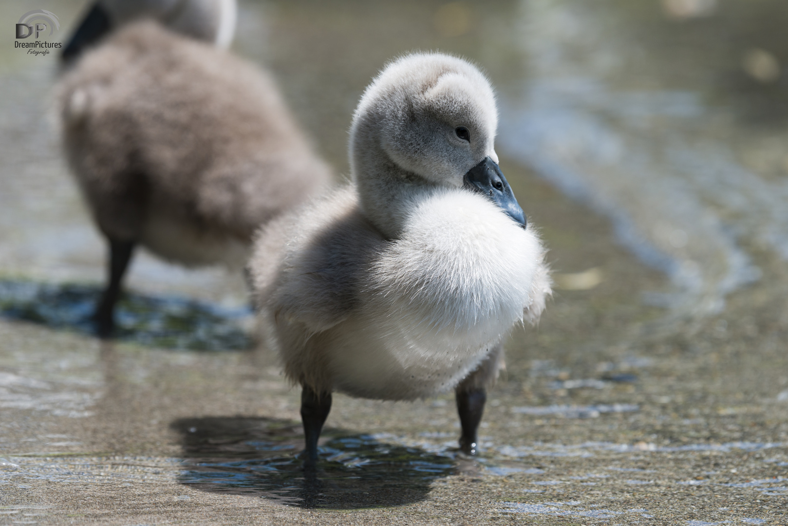 Junge Schwäne und Enten