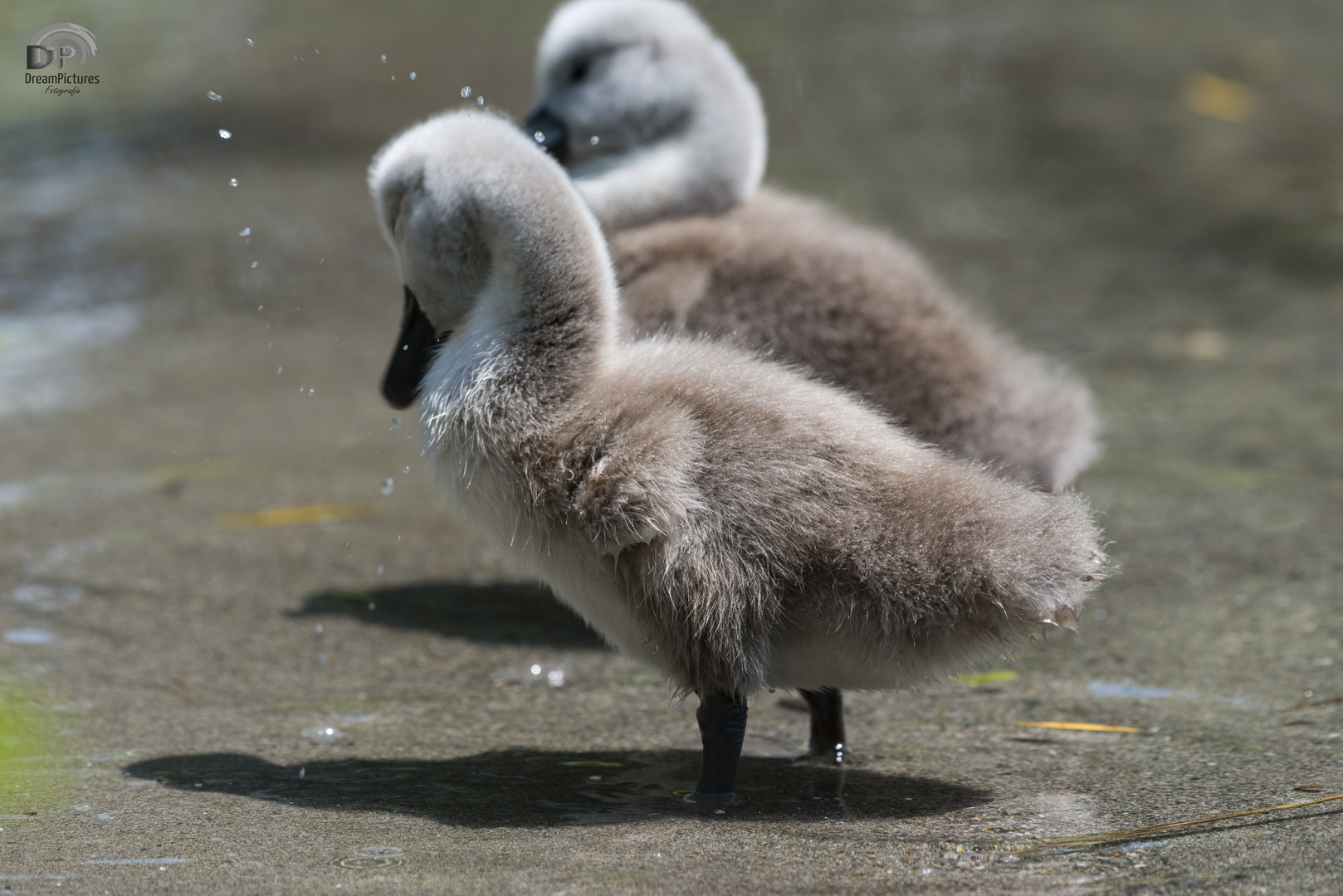 Junge Schwäne und Enten