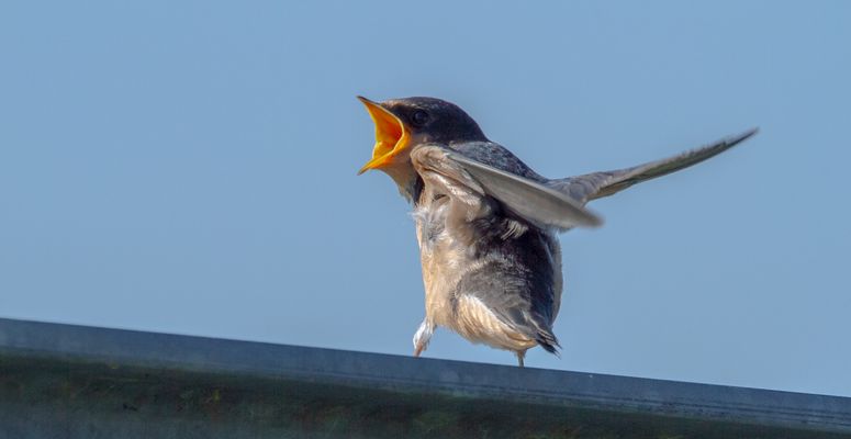 junge Schwalbe ruft nach Futter
