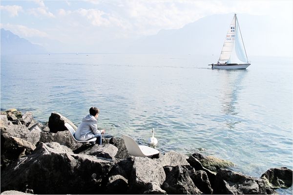 junge schwan und boot