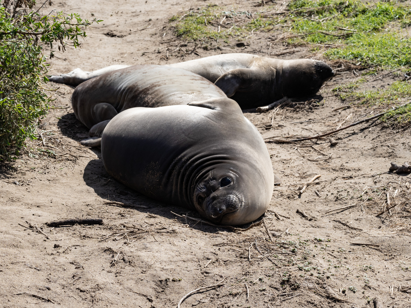 Junge See-Elefanten im Ano Nuevo State Park