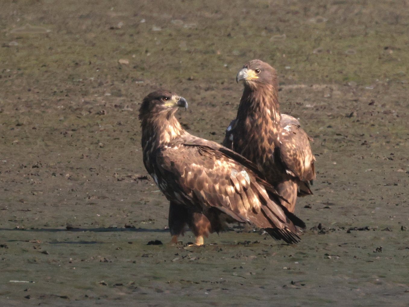 Junge Seeadler