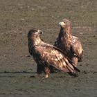 Junge Seeadler