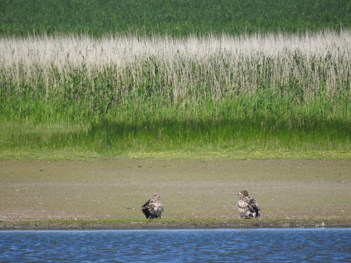 Junge Seeadler