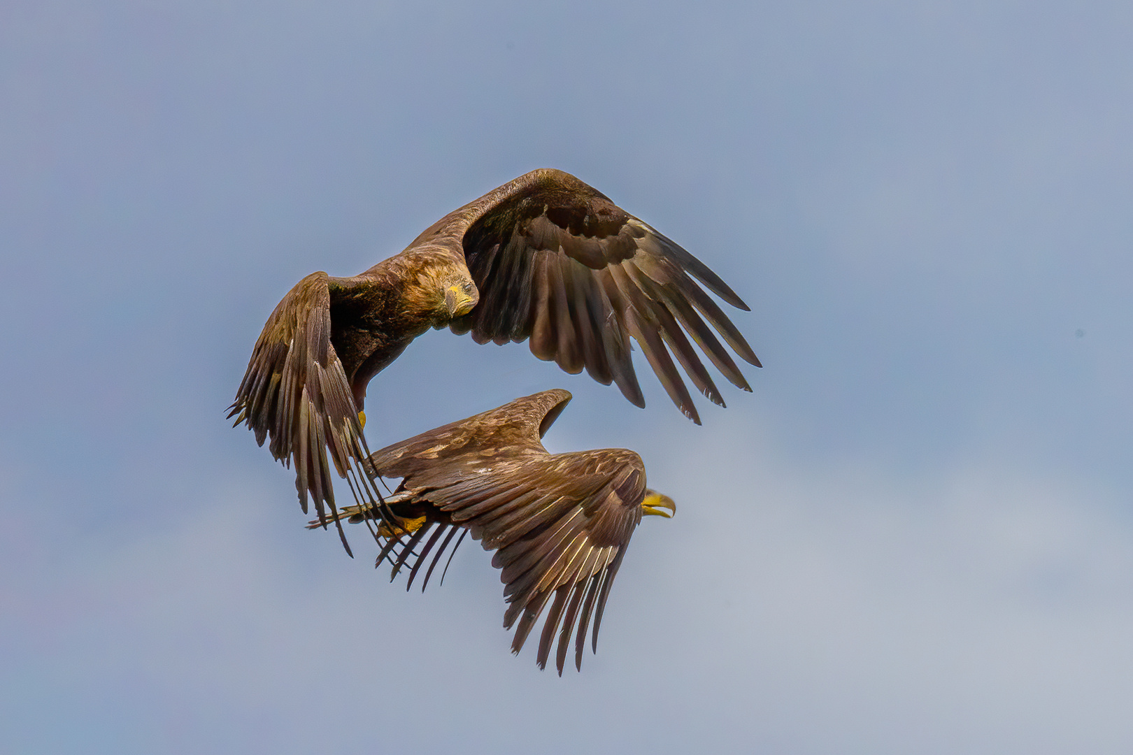 Junge Seeadler an der Elbe