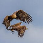 Junge Seeadler an der Elbe