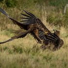 Junge Seeadler beim Kampf um das beste Stück Fleisch