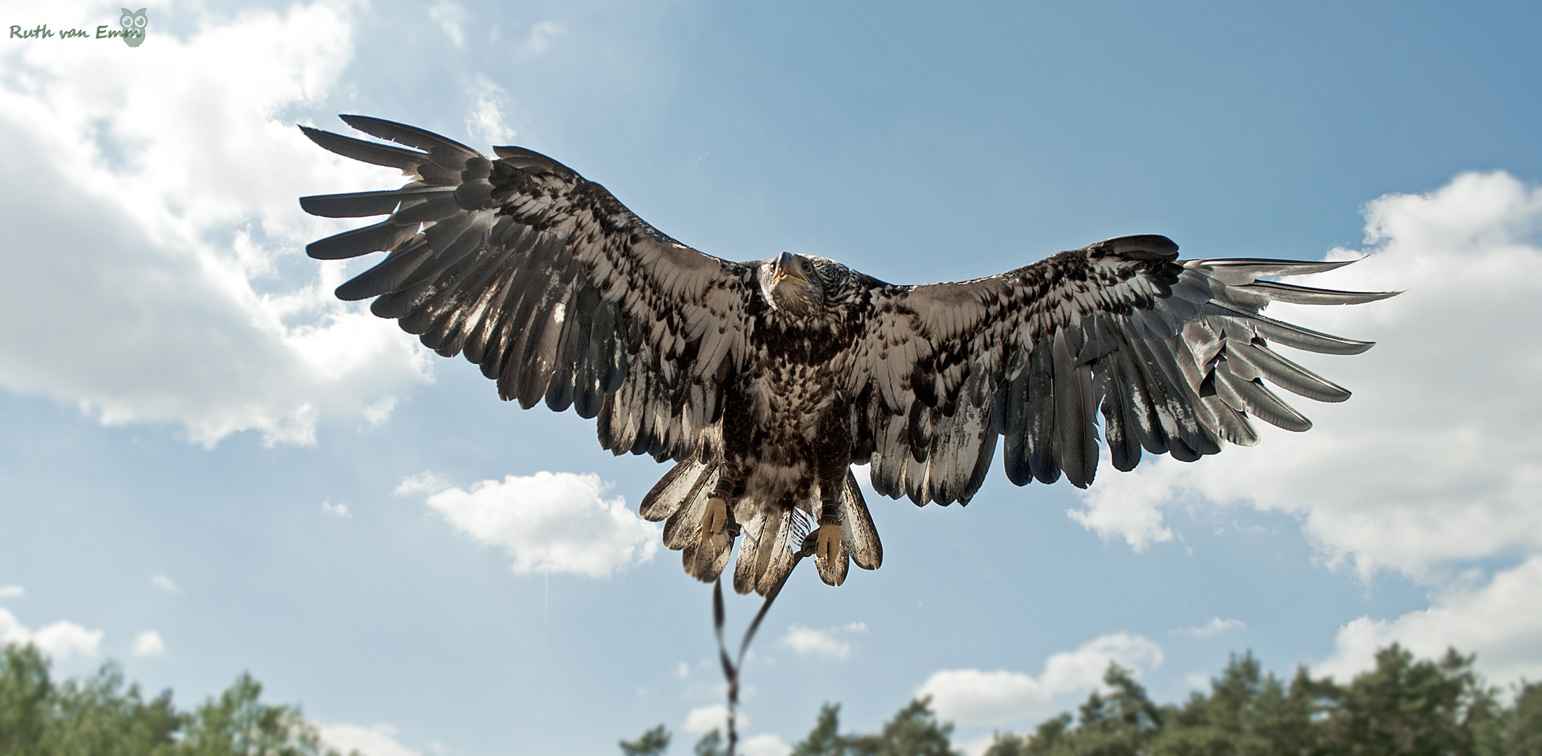 Junge Seeadler Dame 