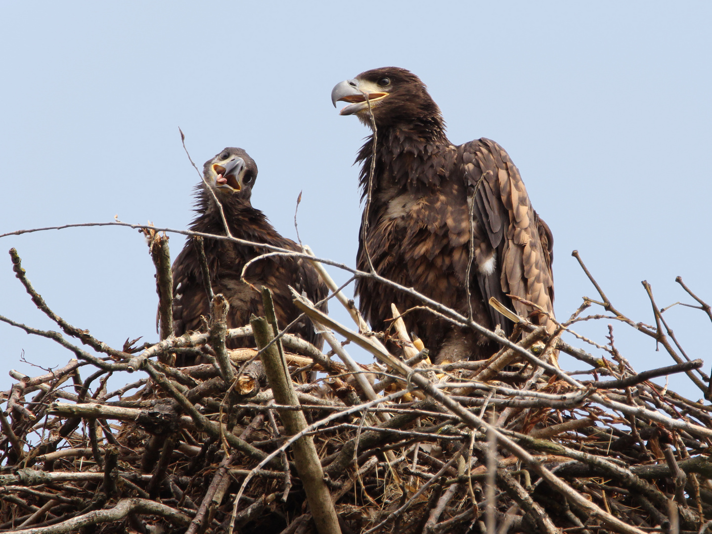 Junge Seeadler im Horst Foto & Bild wasser, baum, teich Bilder auf
