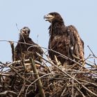 Junge Seeadler im Horst