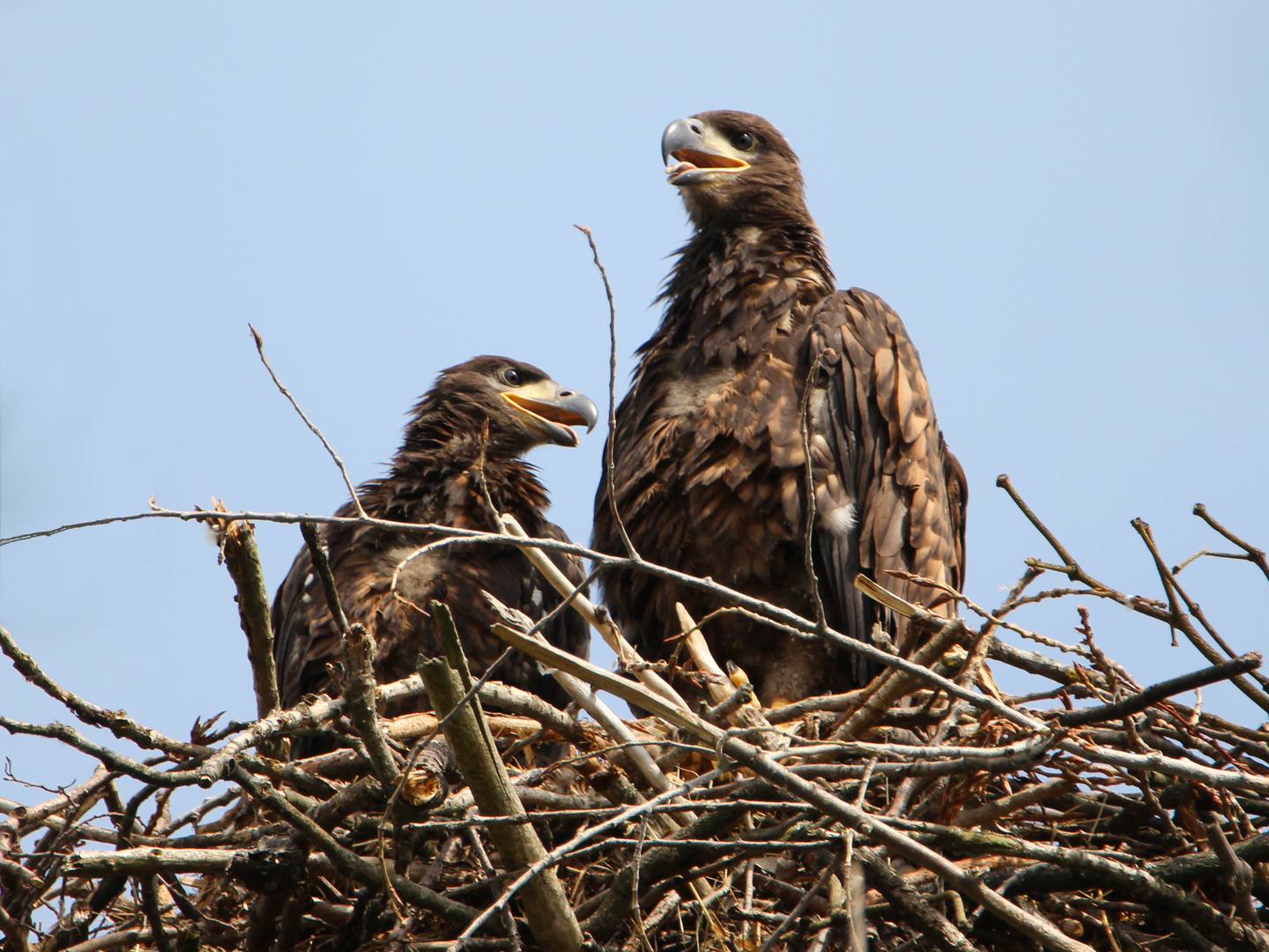 Junge Seeadler im Horst