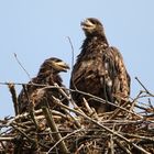 Junge Seeadler im Horst