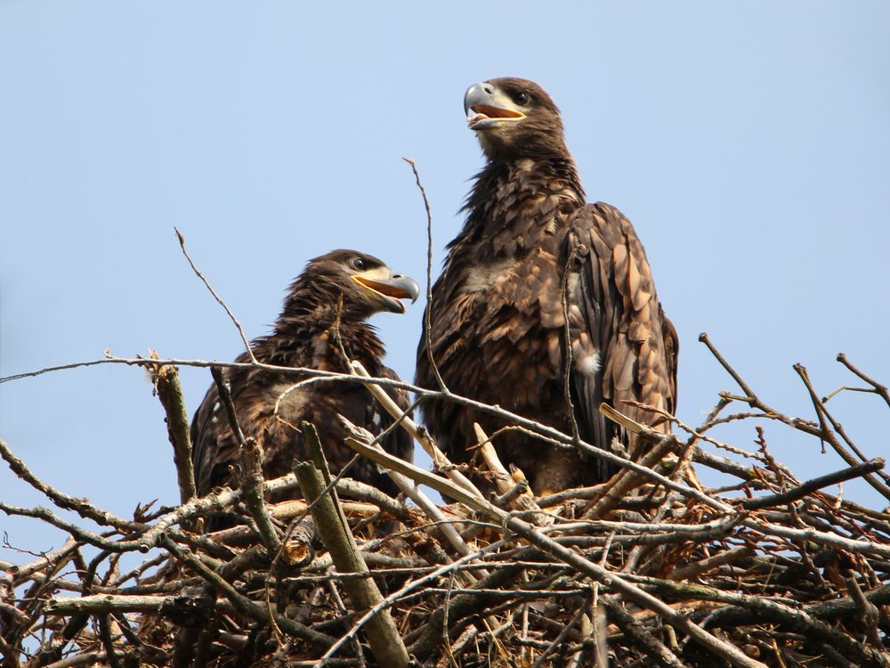 Junge Seeadler im Horst Foto & Bild wasser, baum, teich Bilder auf