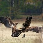 Junge Seeadler, Rangelei um die Beute