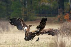 Junge Seeadler, Rangelei um die Beute