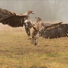 Junge Seeadler streiten ein wenig....