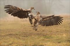 Junge Seeadler streiten ein wenig....