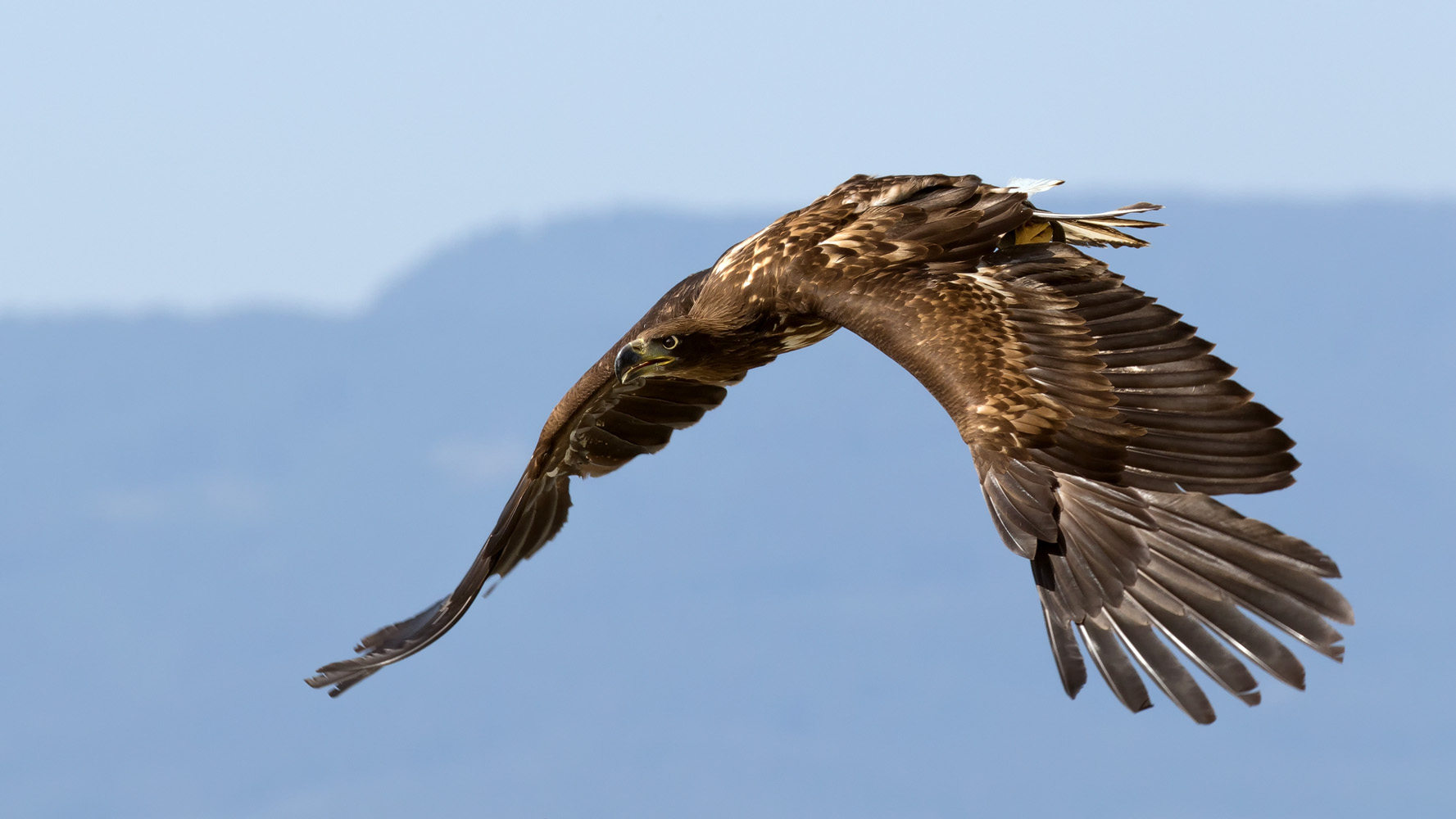 Junge Seeadlerdame (Haliaeetus albicilla)