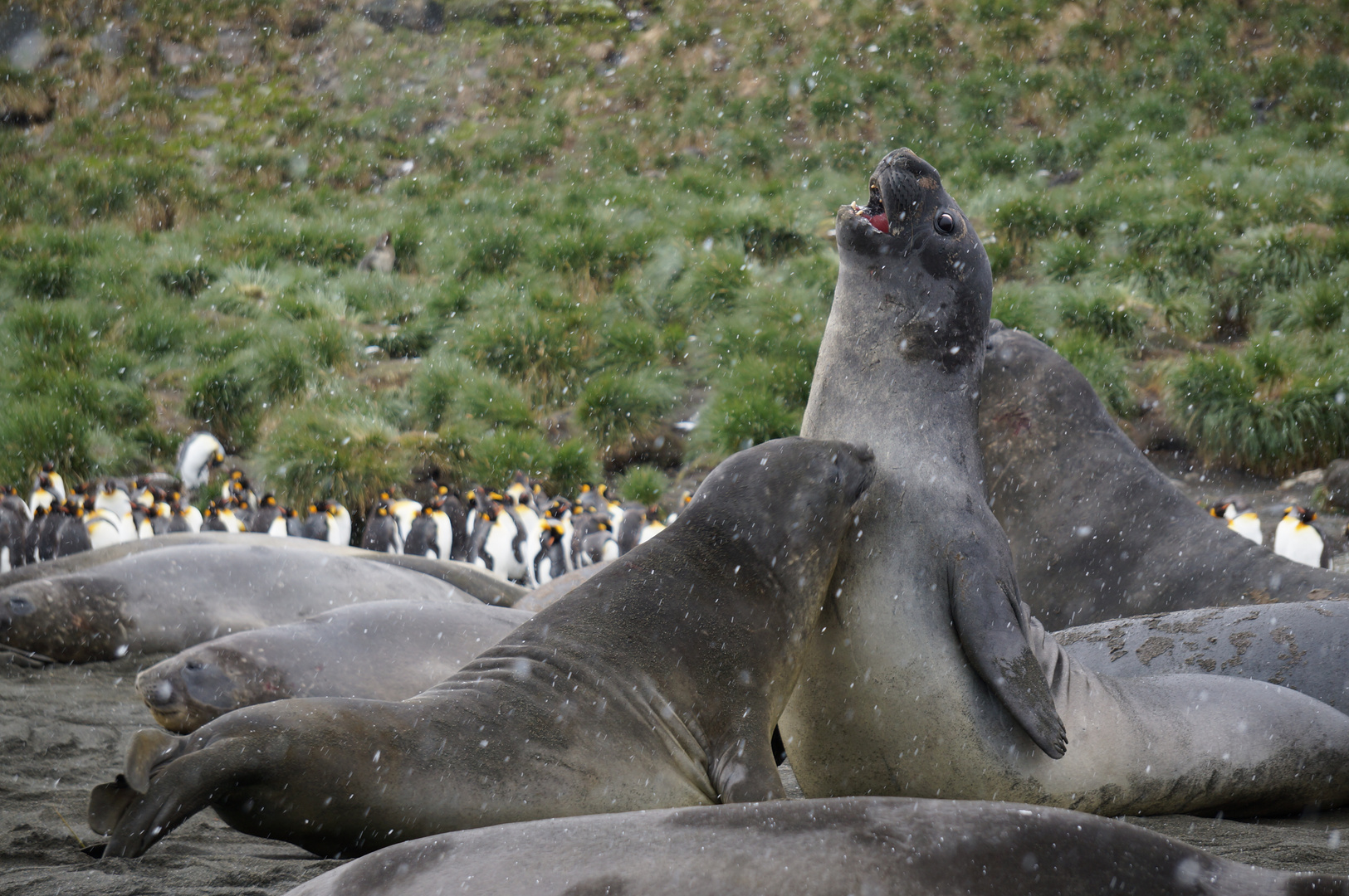 Junge Seeelefanten-Bullen beim Kampf