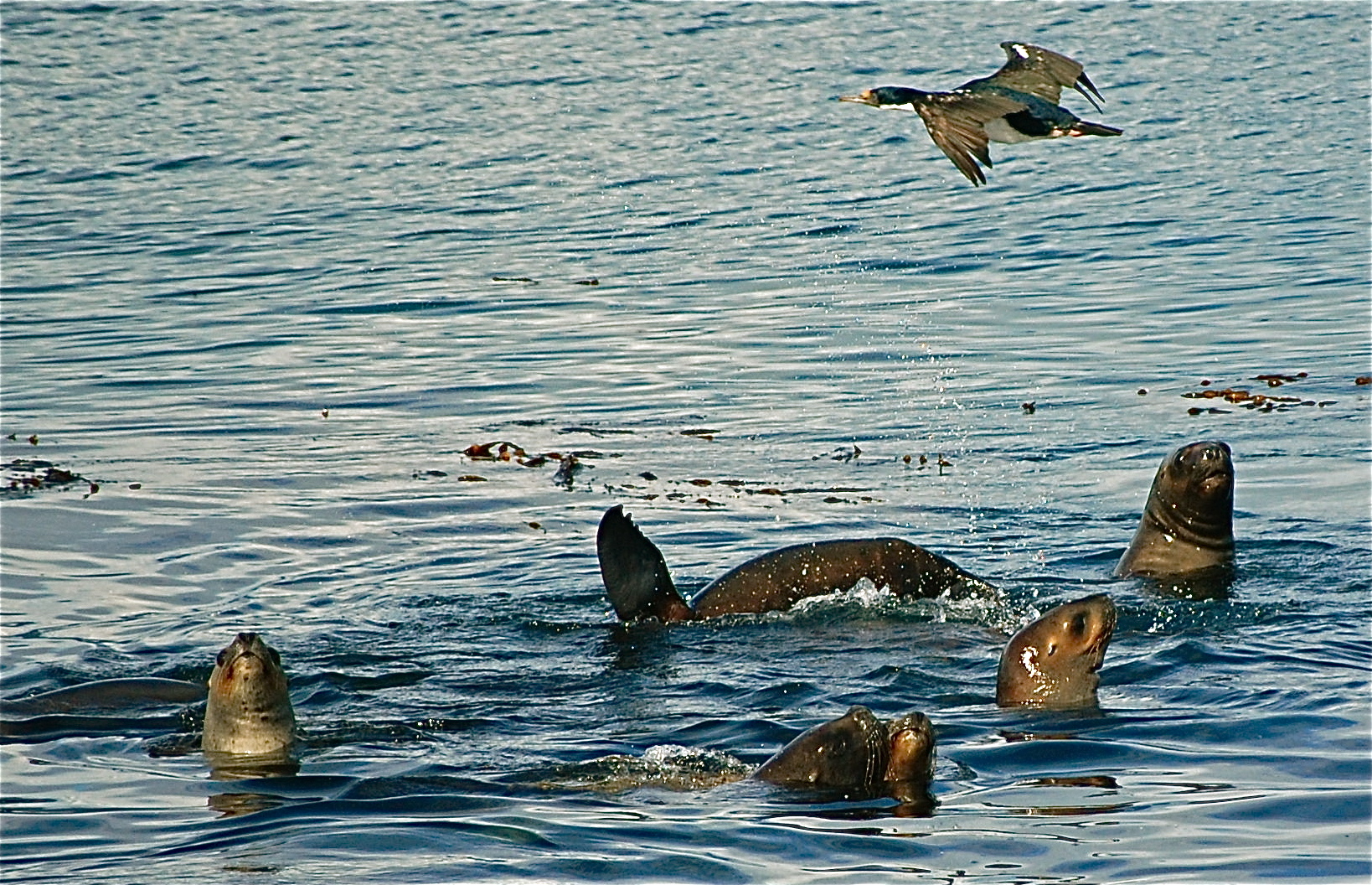 Junge Seelöwen im Beagle-Kanal / Magellanstraße Südamerika