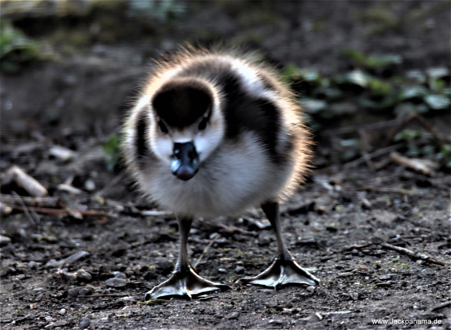 Junge sibirische Wildgans