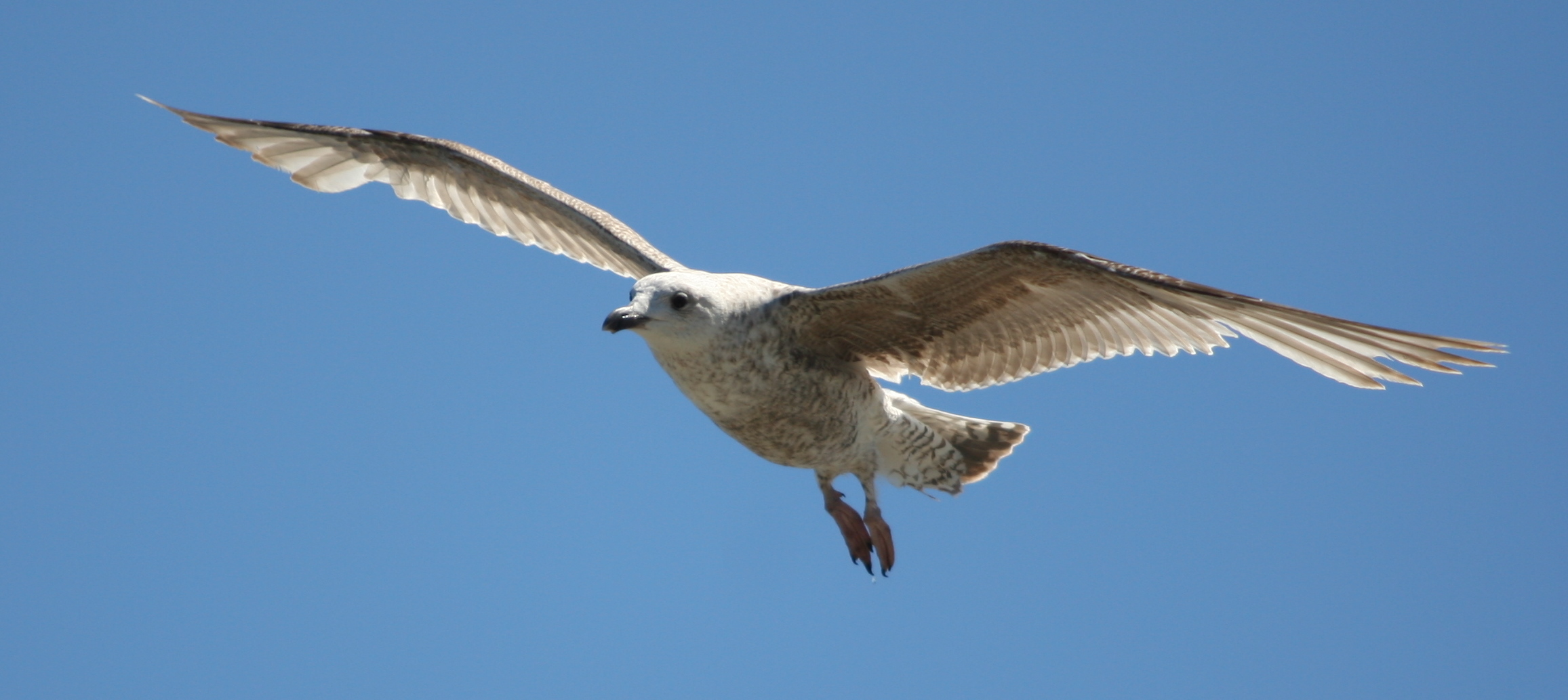 junge Silbermöve im Anflug