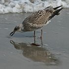 Junge Silbermöwe auf Helgoland