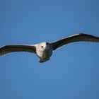 Junge Silbermöwe im Anflug!