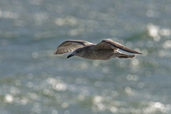 Junge Silbermöwe (Larus argentatus)