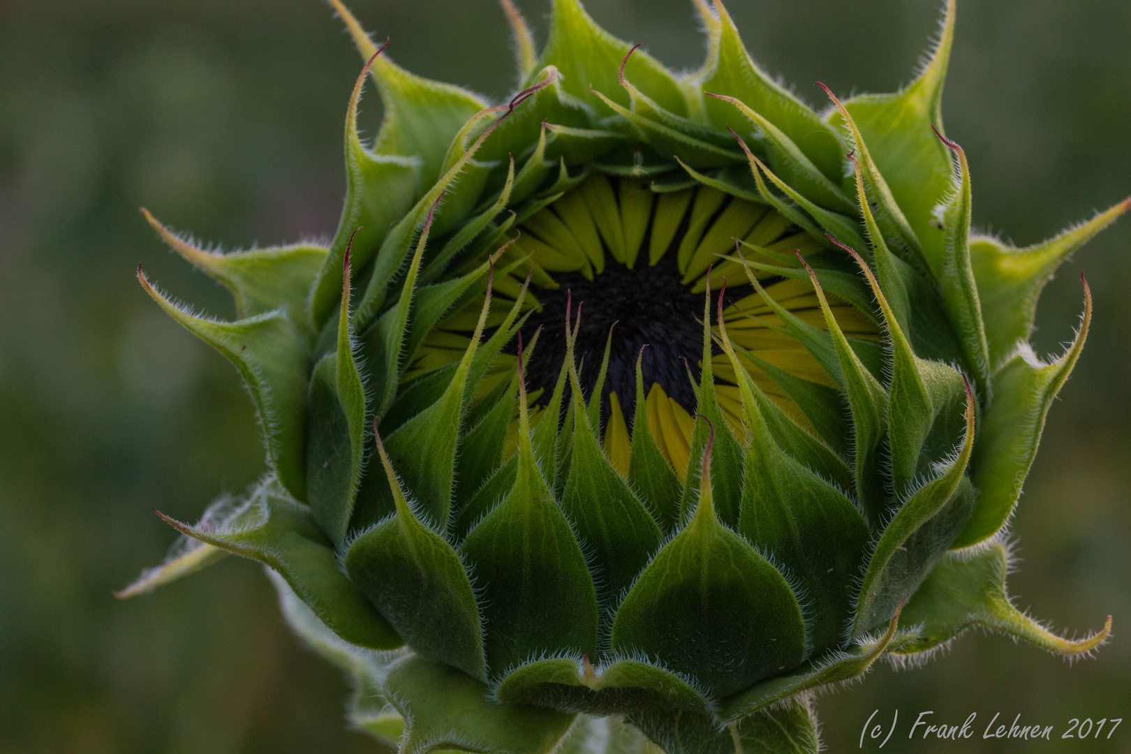 Junge Sonnenblume