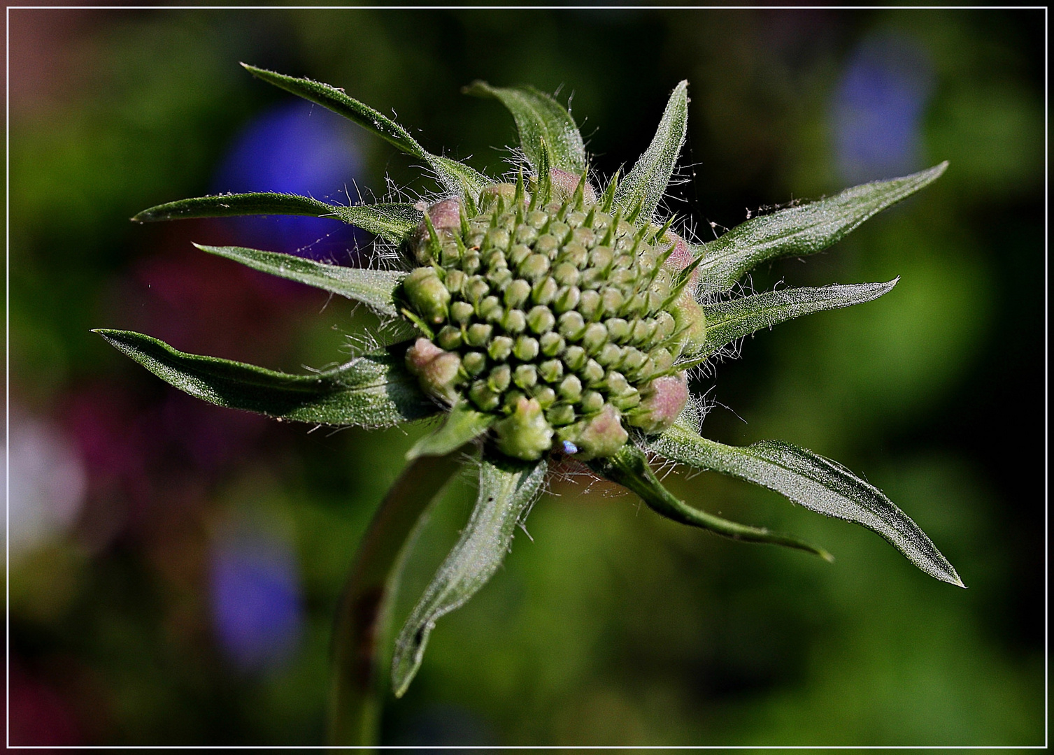 Junge Sonnenblume