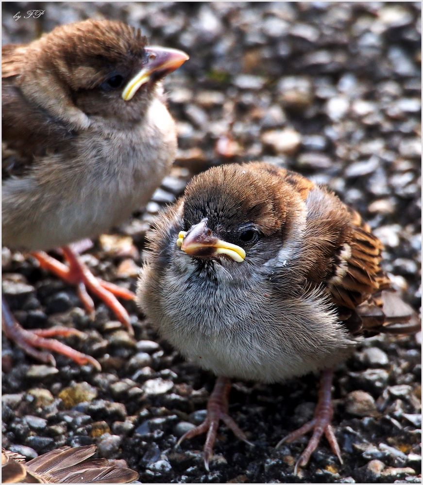 Junge Spatzen Foto & Bild tiere, wildlife, wild lebende vögel Bilder