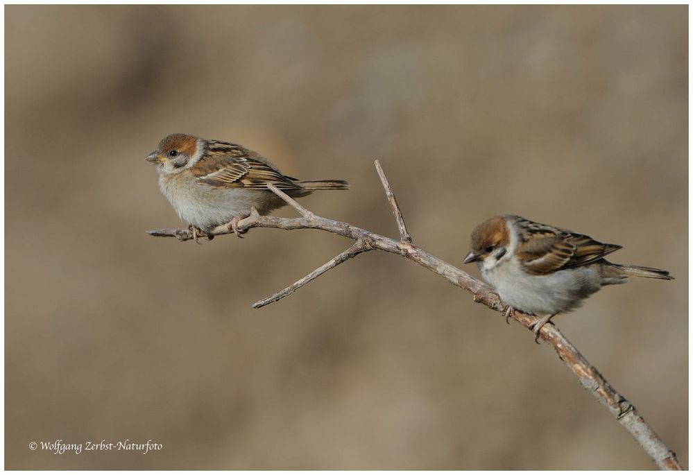 --- Junge Sperlinge --- ( Passer montanus )