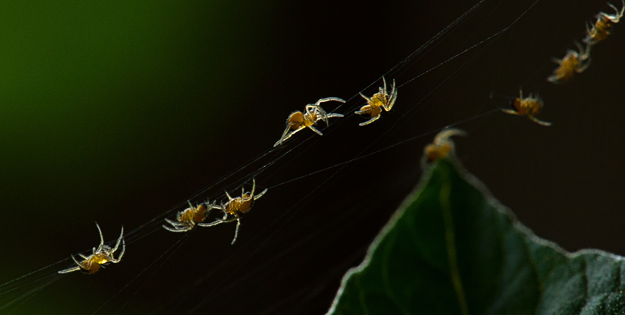 Junge Spinchen