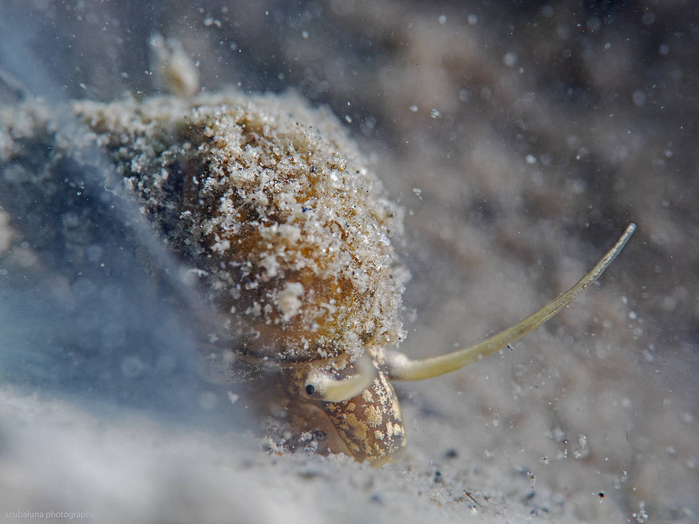 Junge Spitze Sumpfdeckelschnecke