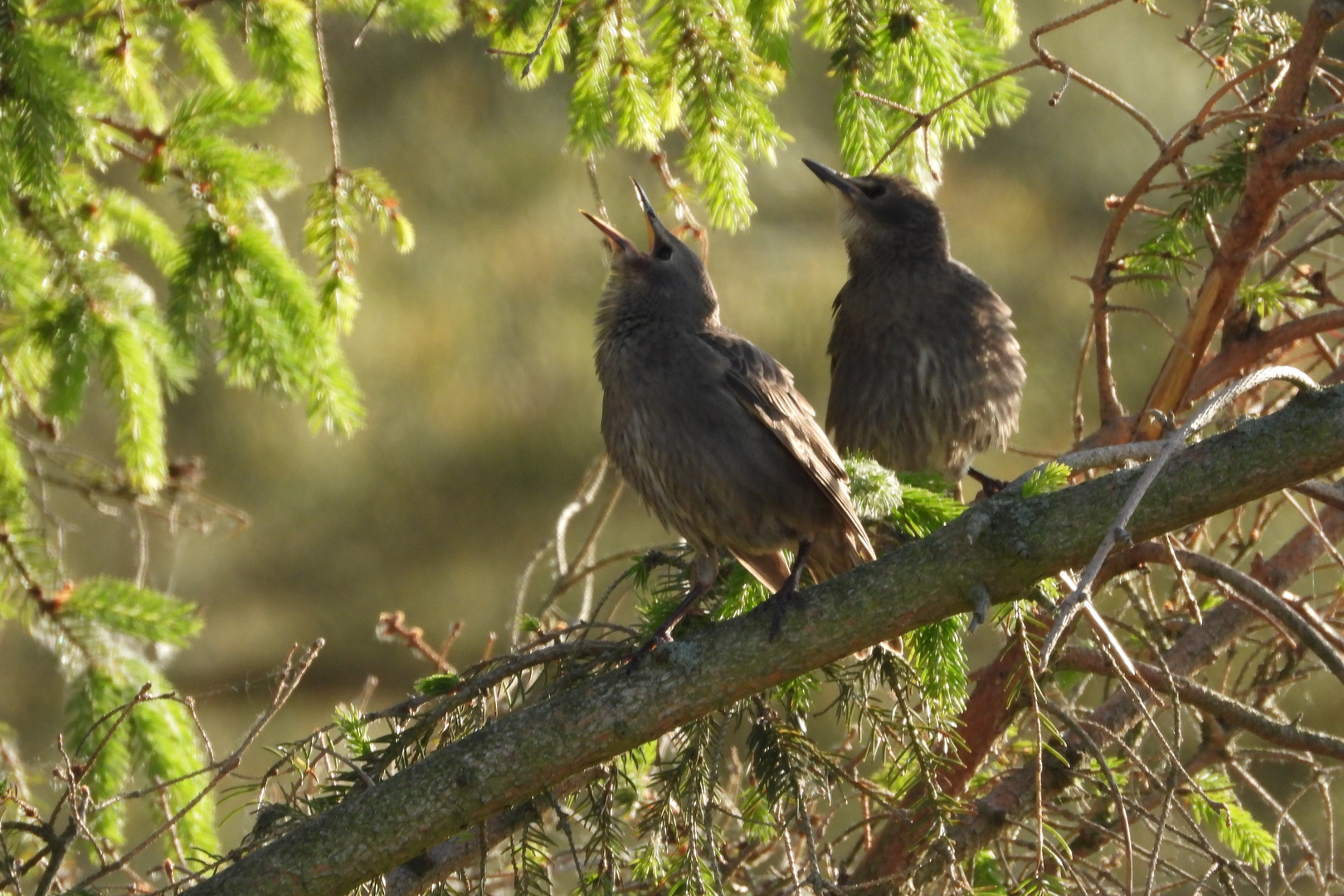 Junge Stare in der Abendsonne