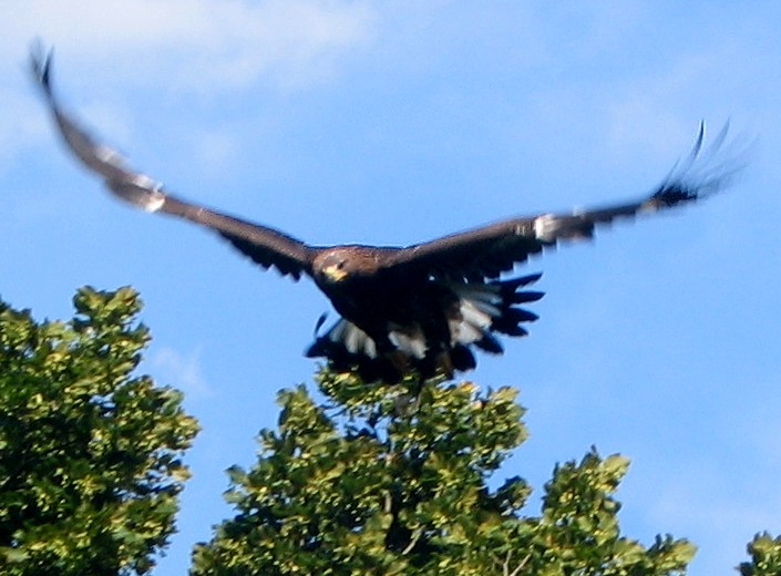 Junge Steinadler ,Aquila ch.chrysaetos