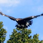 Junge Steinadler ,Aquila ch.chrysaetos