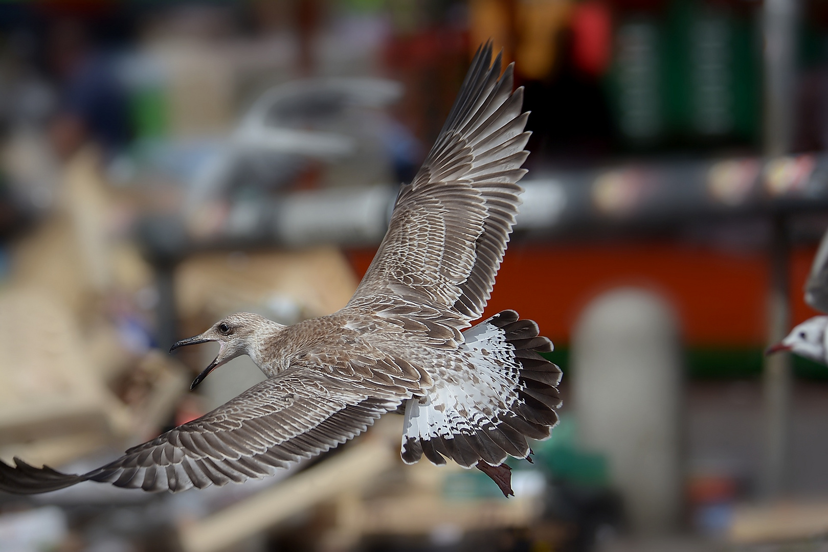 Junge Steppenmöwe im Flug