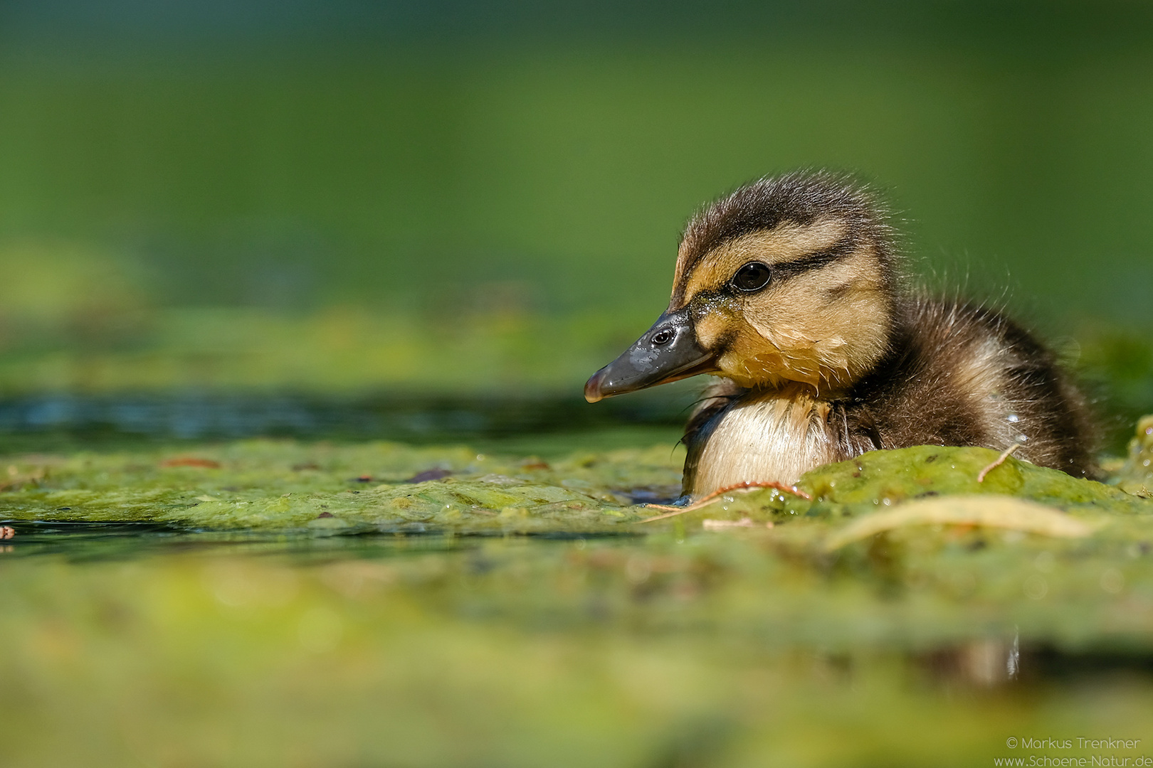 Junge Stockente [Anas platyrhynchos]