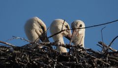 Junge Störche geniessen die Abendsonne