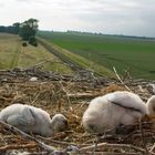 Junge Störche im Nest