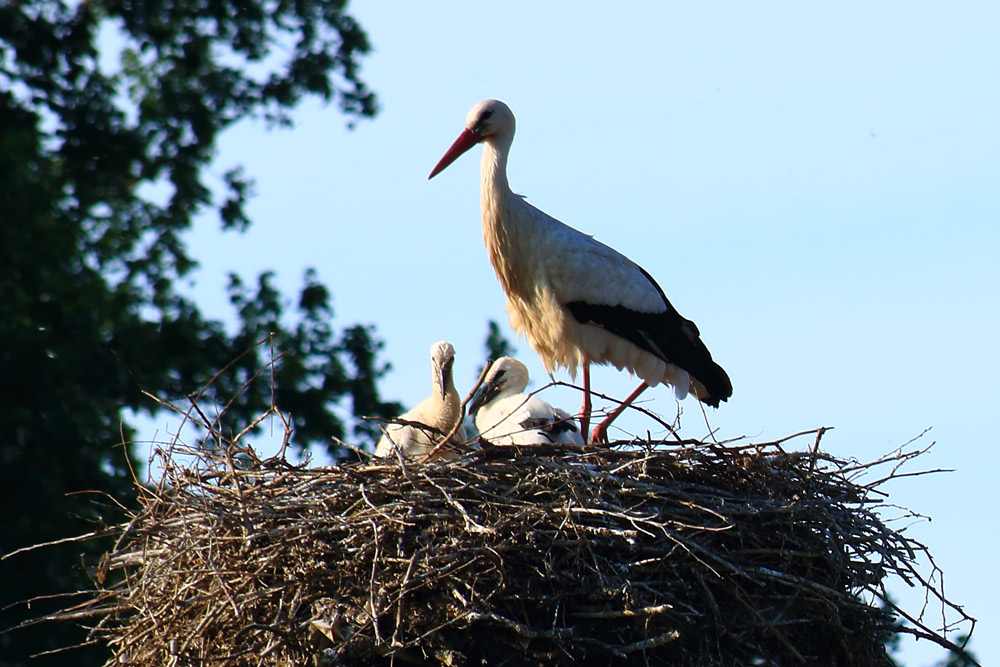 Junge Störche im Nest