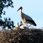 Junge Störche im Nest