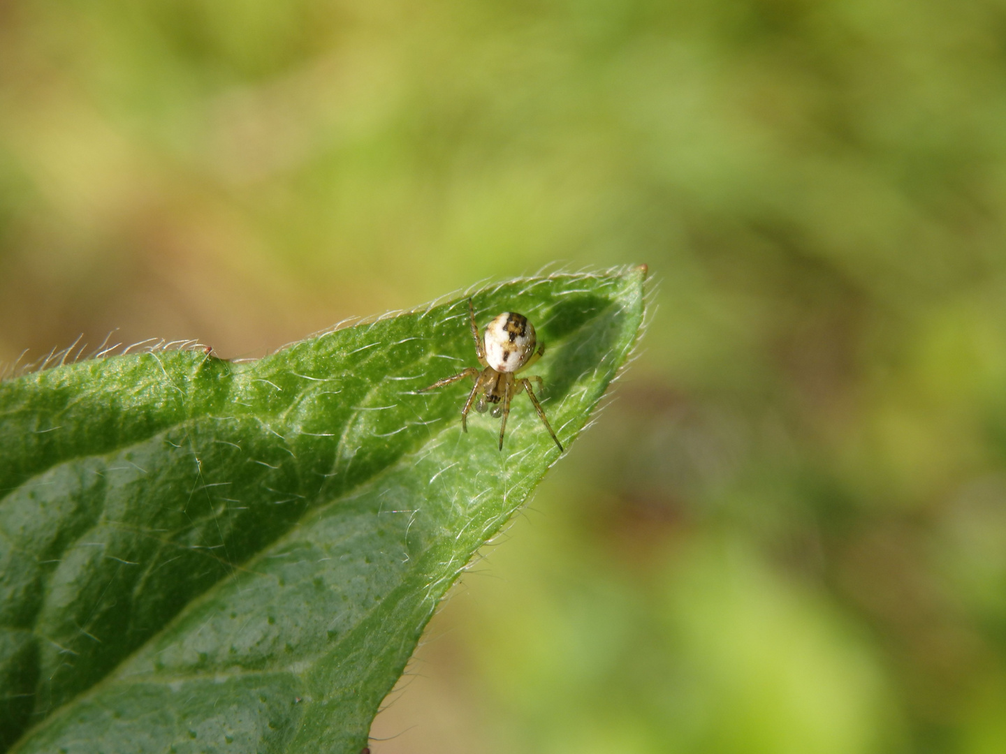 Junge Streifenkreuzspinne (Mangora acalypha)