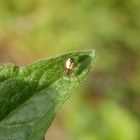 Junge Streifenkreuzspinne (Mangora acalypha)