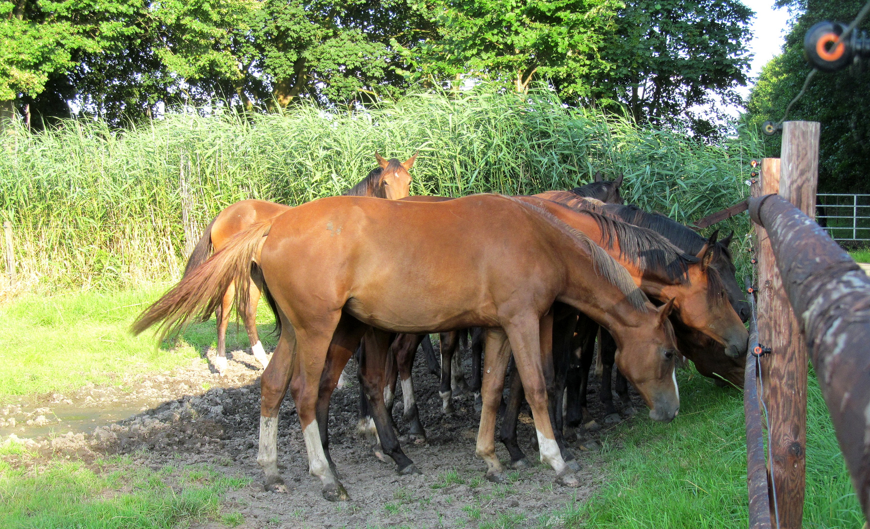 junge Stuten am Zaun... 