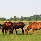 junge Stuten auf der Weide ... 