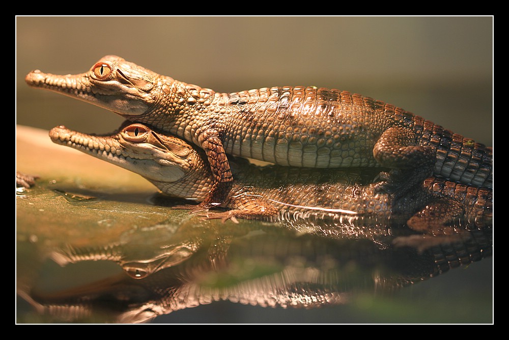 Junge Süßwasserkrokodile